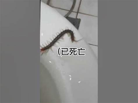 廁所有蜈蚣